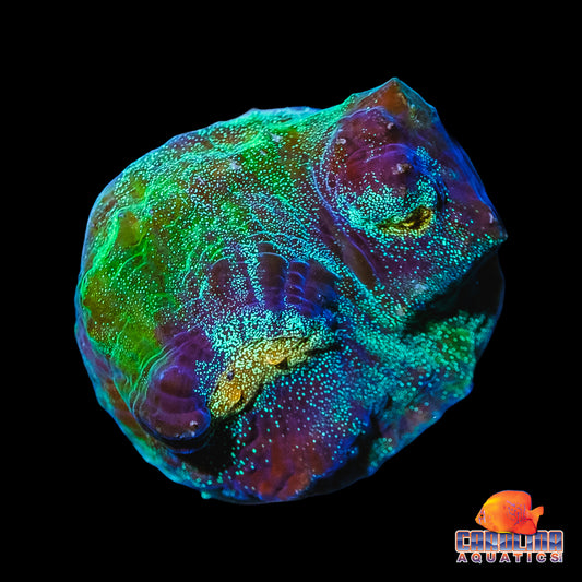 Frag - Monster Galaxy Chalice