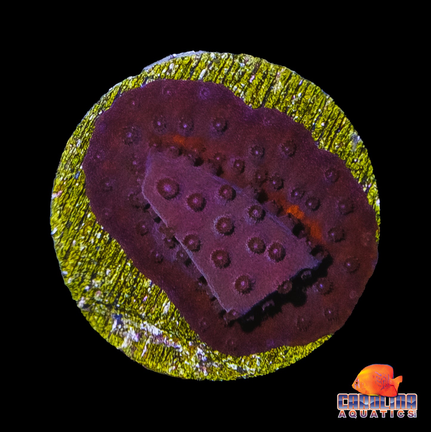 Frag - Rusty Cyphastrea