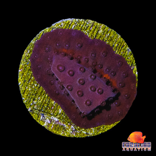 Frag - Rusty Cyphastrea