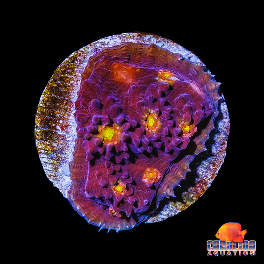 Frag - Gold Eye Maroon Chalice