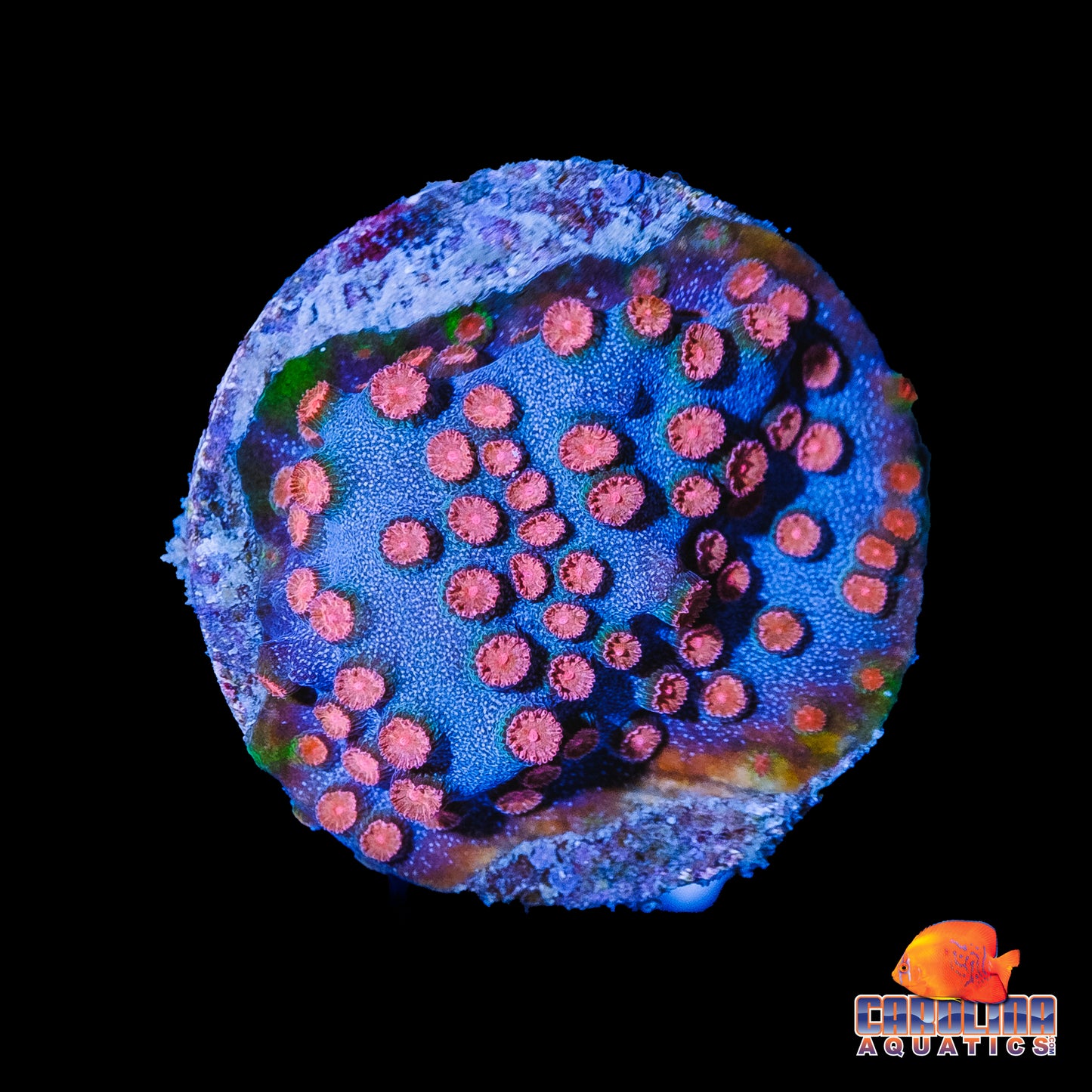 Frag - Meteor Shower Morph #2 Cyphastrea