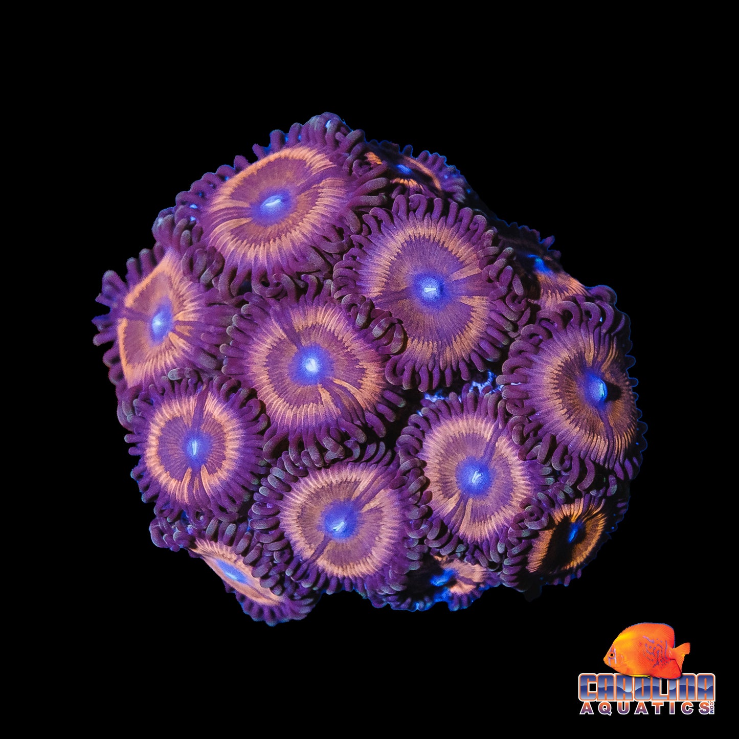 Frag - Pinkie Zoanthid