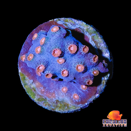 Frag - “Sticky Gum” Cyphastrea