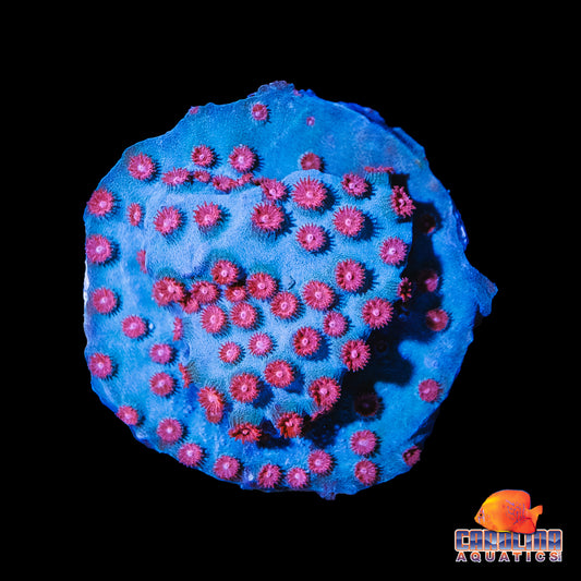 Frag - Bubble Gum Meteor Shower Morph Cyphastrea