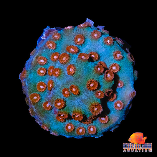 Frag - Cyphastrea Red Eye