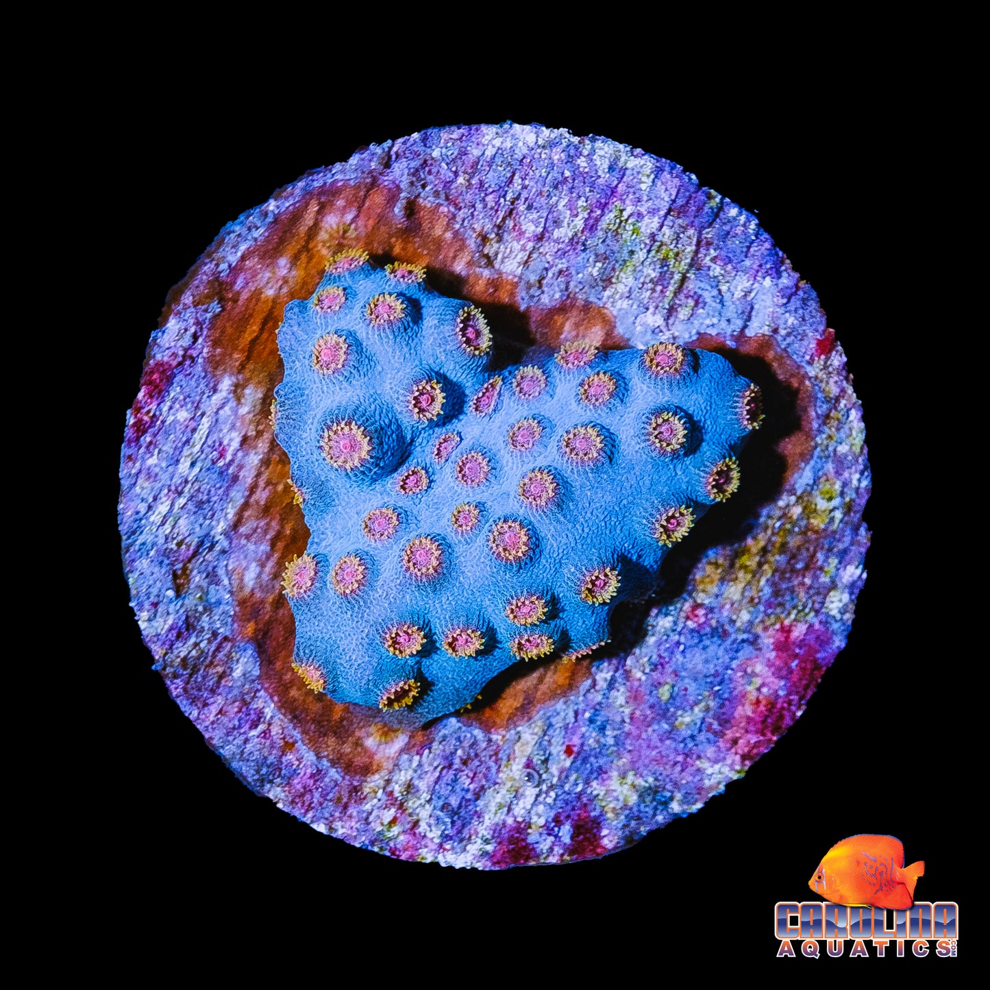 Frag - Pink Mouth Cyphastrea