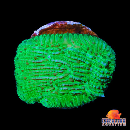 Frag - Neon Green Lithophylon