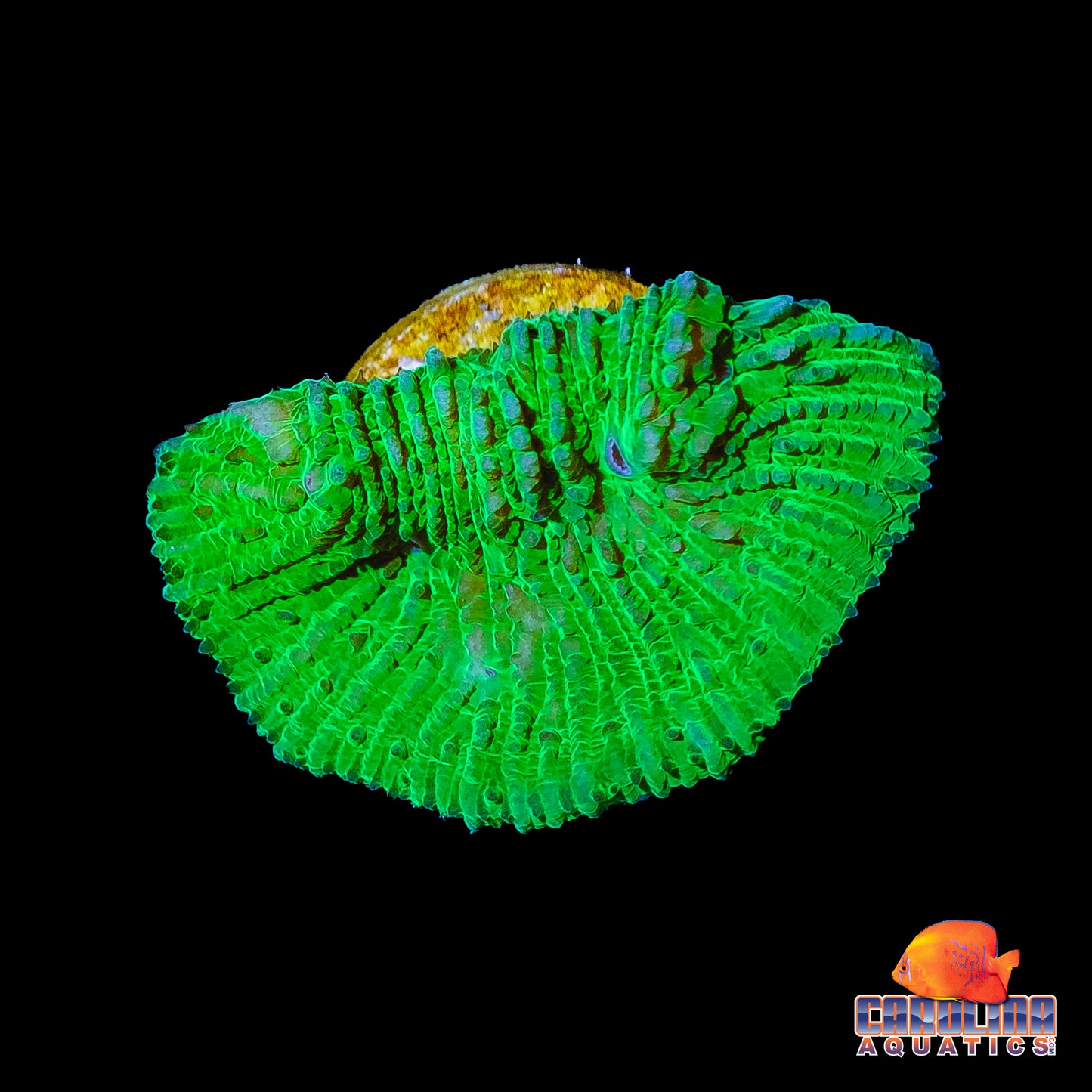 Frag - Neon Green Lithophylon