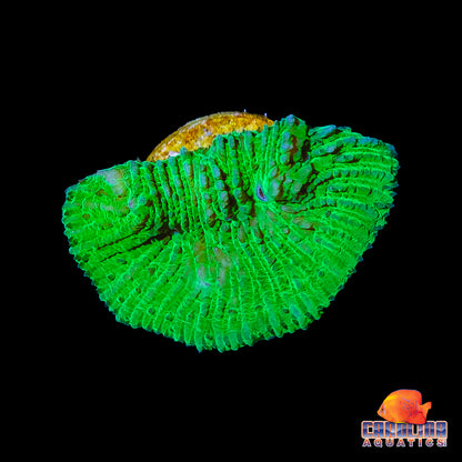 Frag - Neon Green Lithophylon