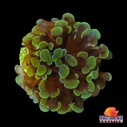 Frag - Green Frammer Frag