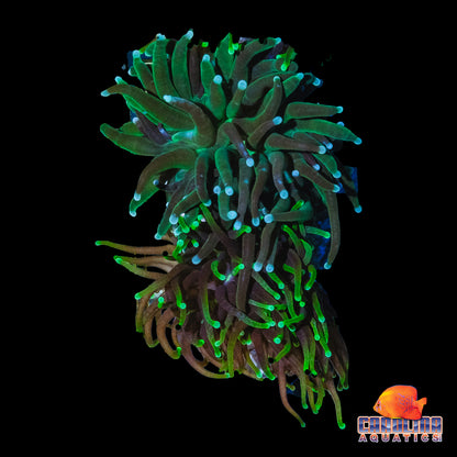 Frag - Green Torch
