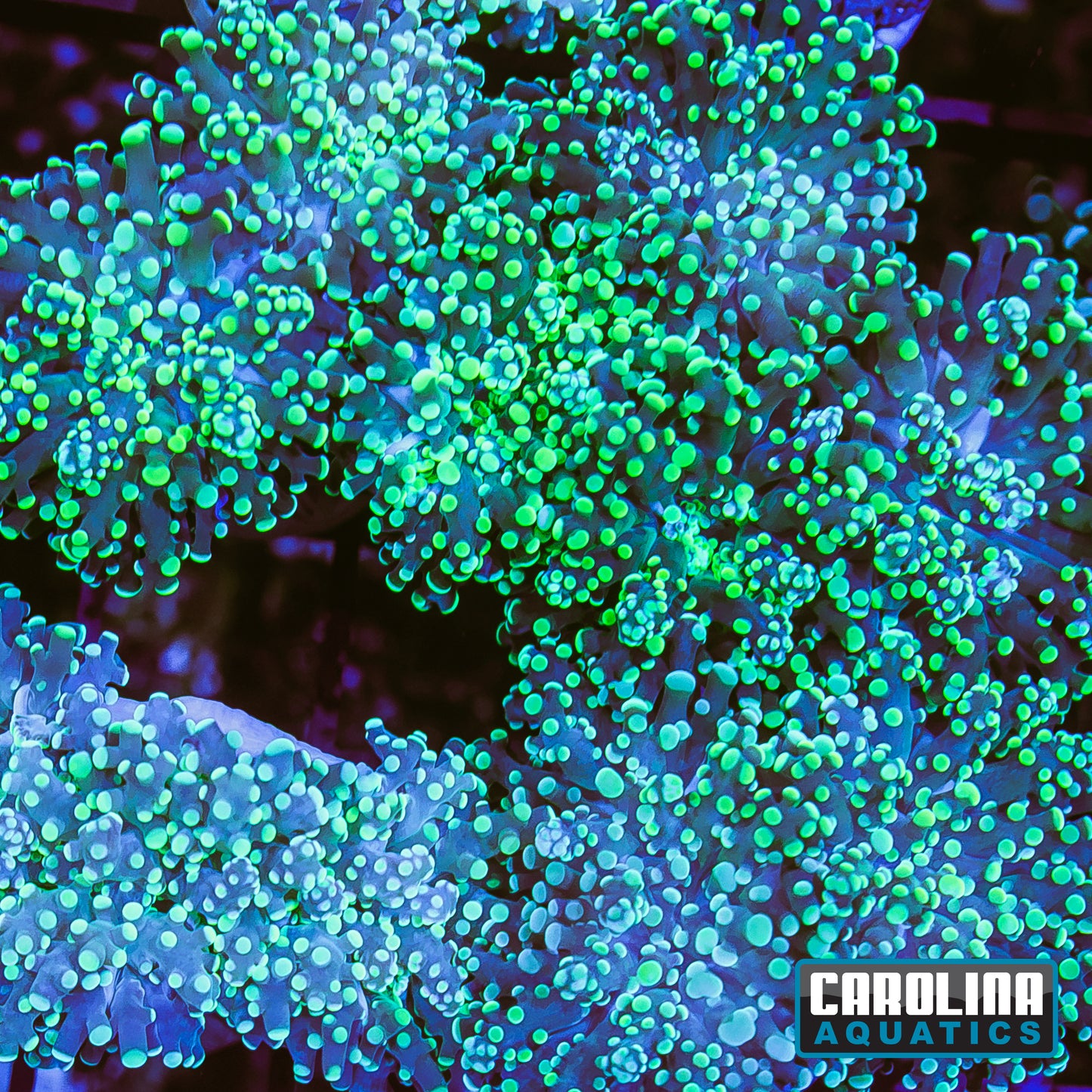 Frag - Frogspawn Green