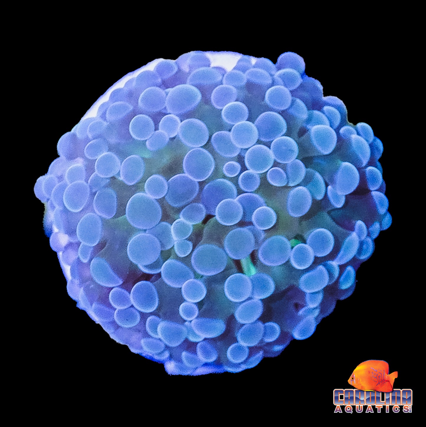 Frag - Multi Color Pastel Hammer