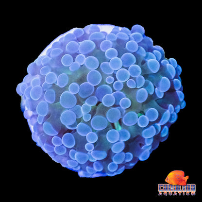 Frag - Multi Color Pastel Hammer