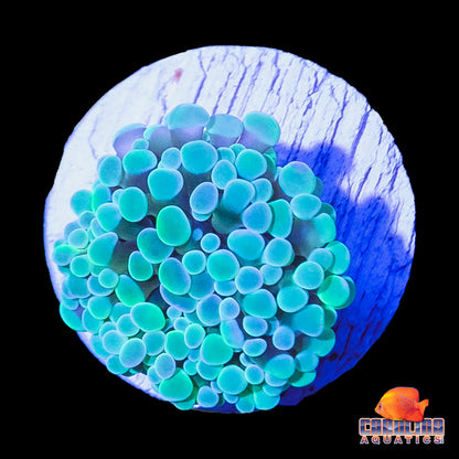 Frag - Multi Color Pastel Hammer