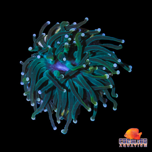 Frag - Forest Green Torch