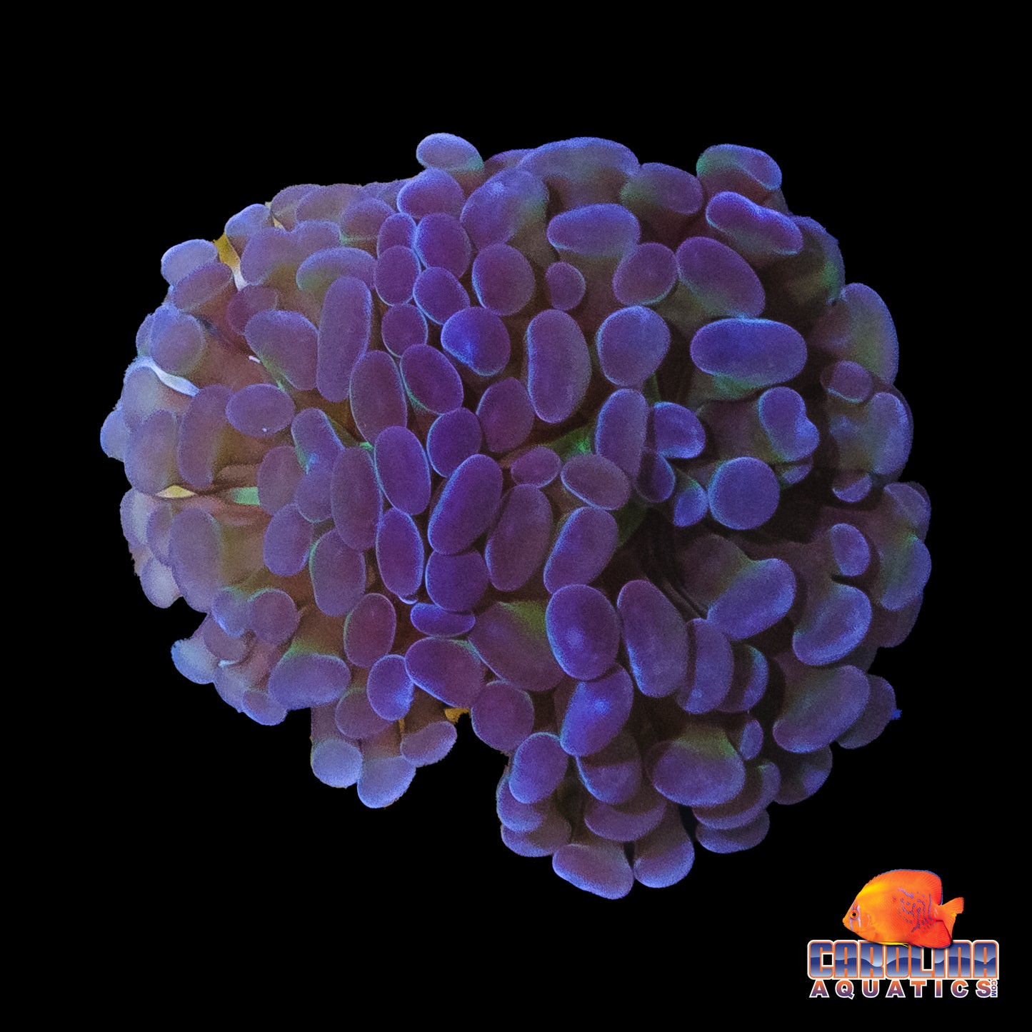 Frag - Pastel Gren Stem Purple Tip Hammer
