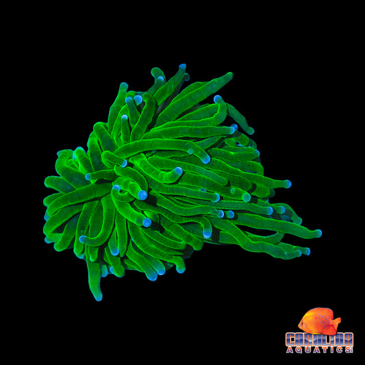 Frag - Green Blue Tip Torch