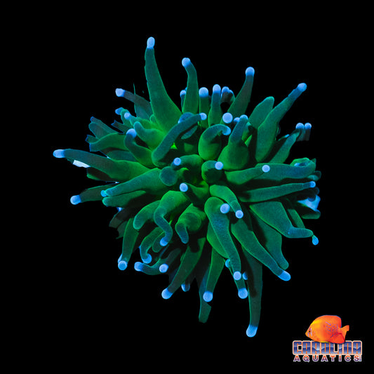 Frag - Dark Green Blue Tip Torch