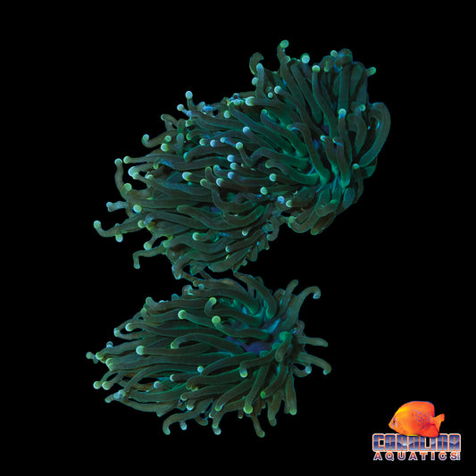 Frag - Dark Green Colored Tip Torch