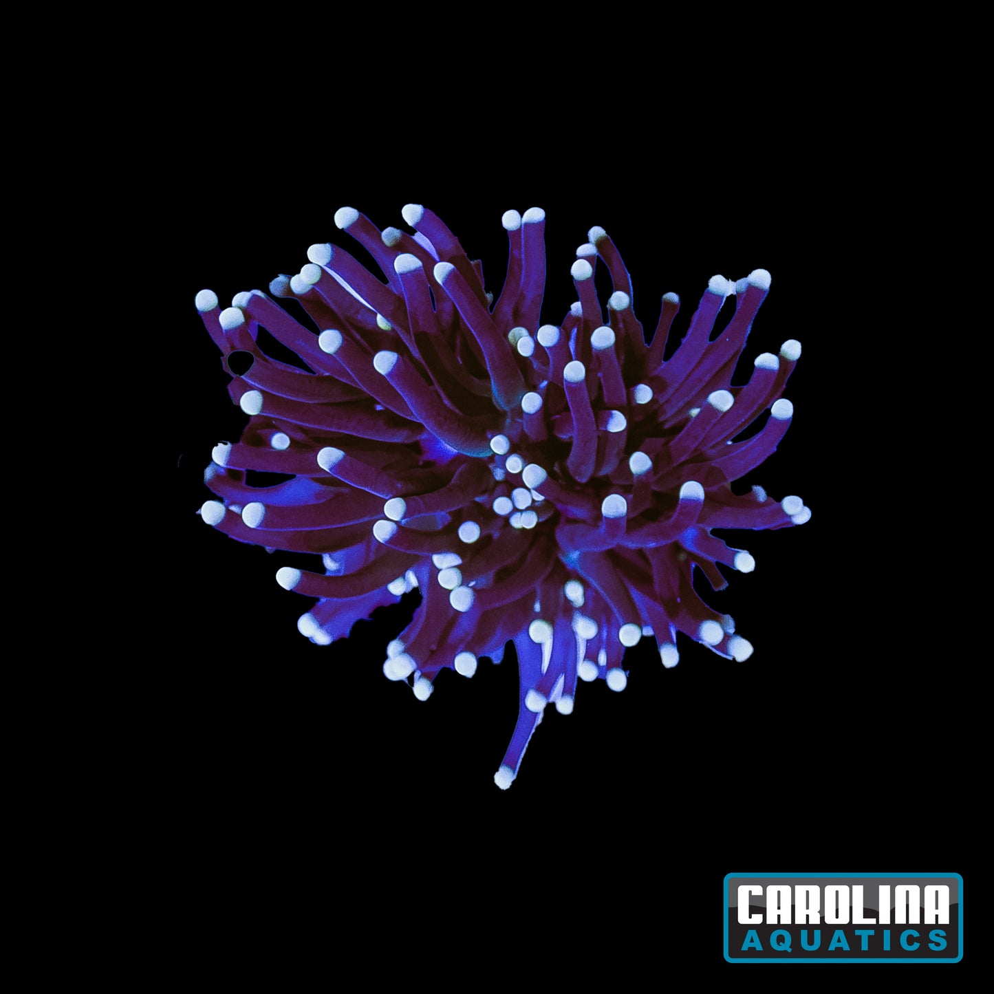 Frag - Cotton Candy Torch