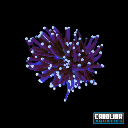 Frag - Cotton Candy Torch