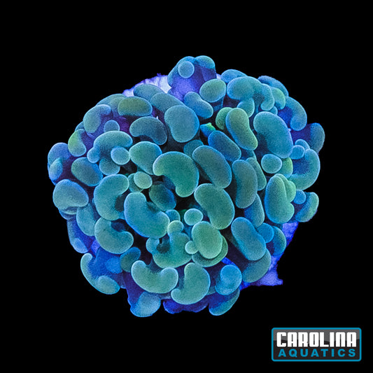Frag - Hammer Holographic Rainbow