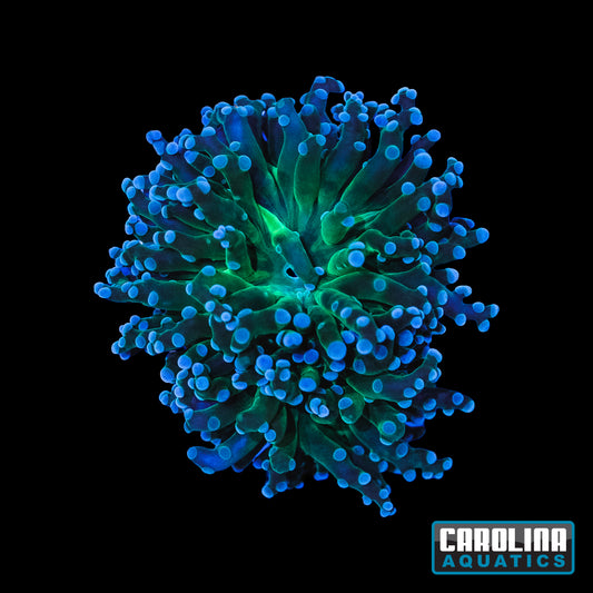 Frag - Frogspawn Neon Branch