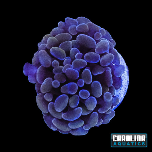 Frag - Hammer Ruby