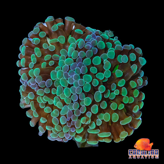 Frag - Rainbow Hammer Frag