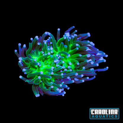 Frag - Glitter Torch