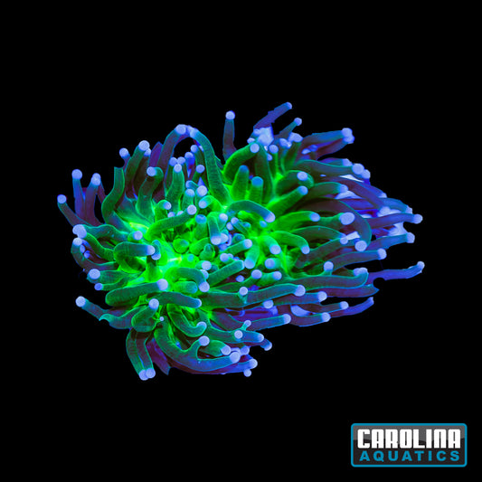 Frag - Glitter Torch