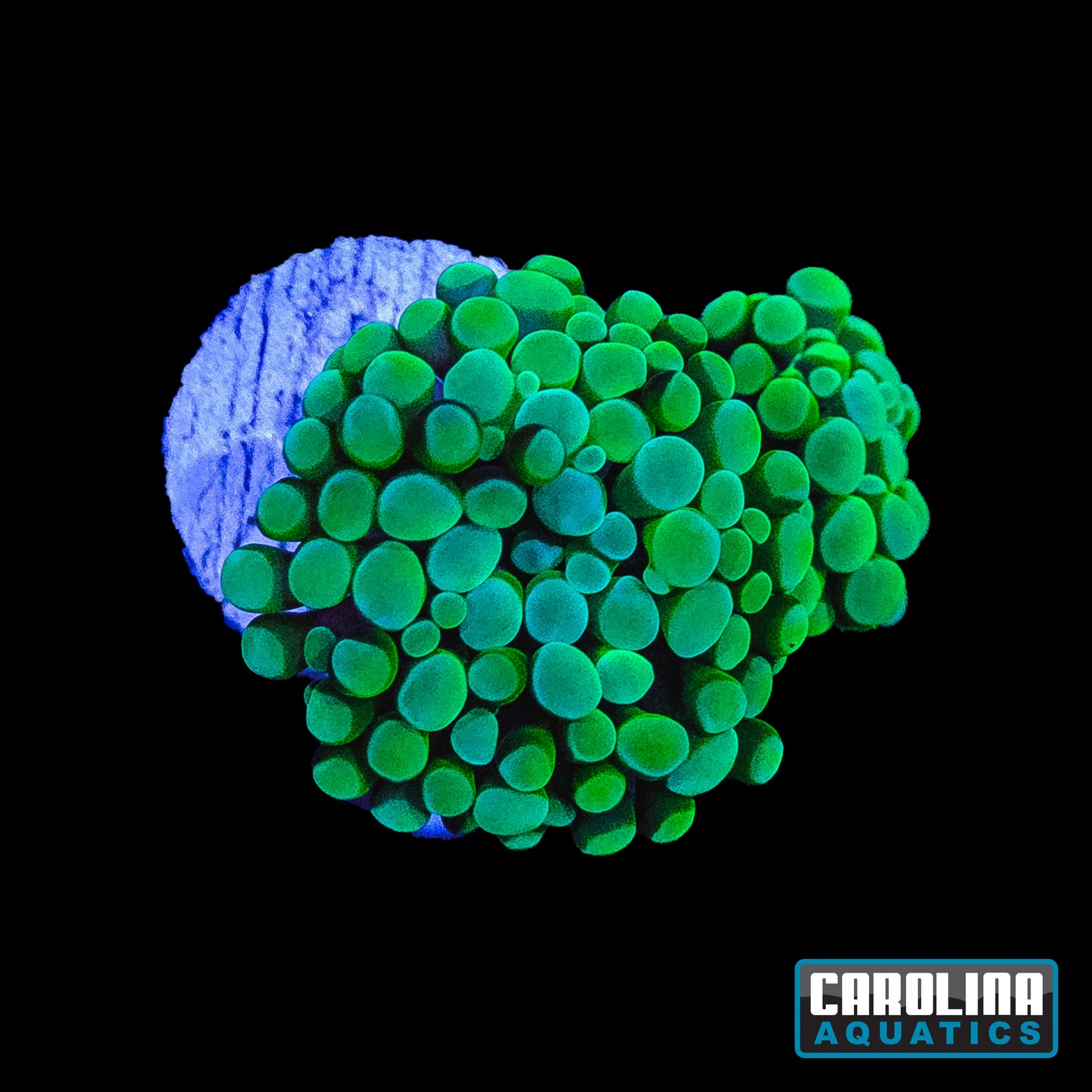 Frag - Hammer Mottled Mixed