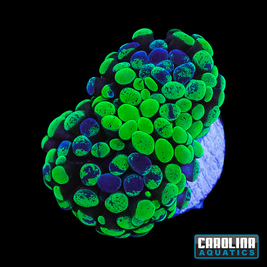 Frag - Hammer Mottled Mixed