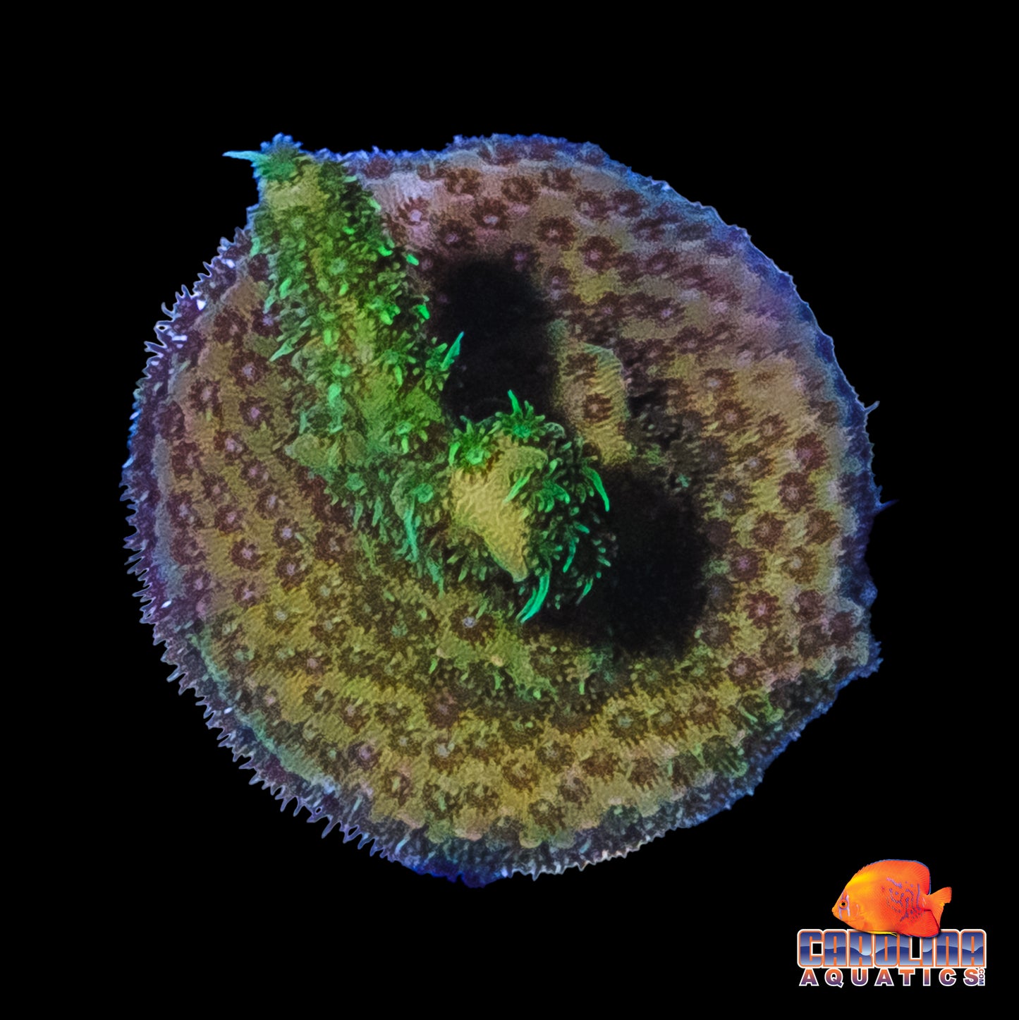 Frag - Acropora Encrusting Milliepora