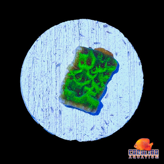 Frag - Toxic Green Lepto