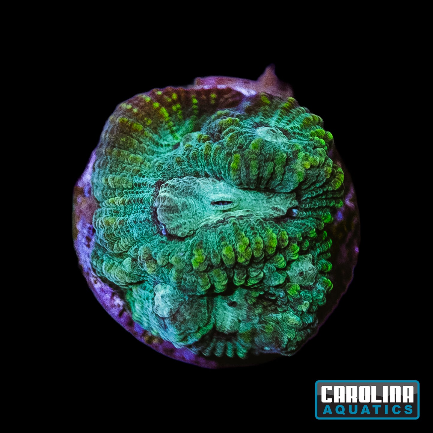 Frag - Elven Forest Favia