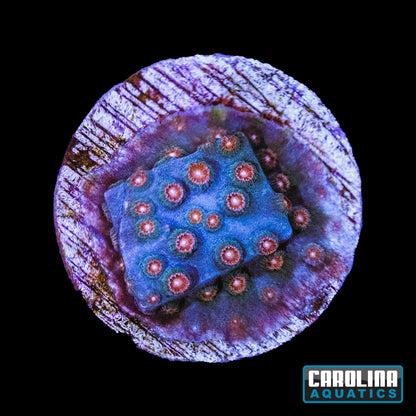 Frag - “Sticky Gum” Cyphastrea