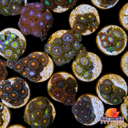 Frag -  Mixed Vietnam Zoa Frags