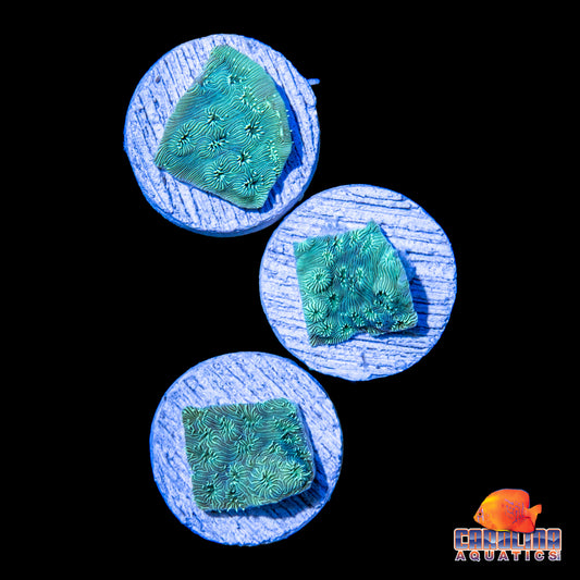 Frag - Pavona Neon Green