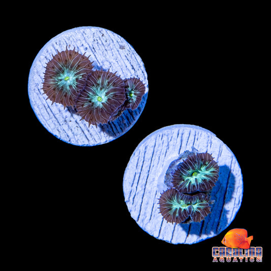 Frag - Blasto Merletti (Aquacultured)