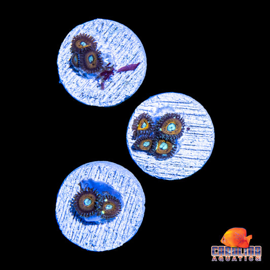 Frag -  Coppertone Zoa Frags