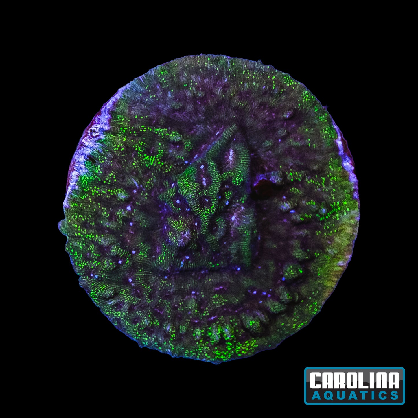 Frag - Toxic Green Lepto