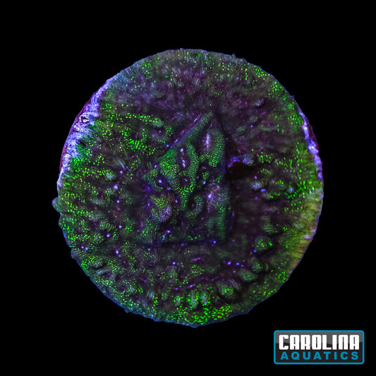 Frag - Toxic Green Lepto