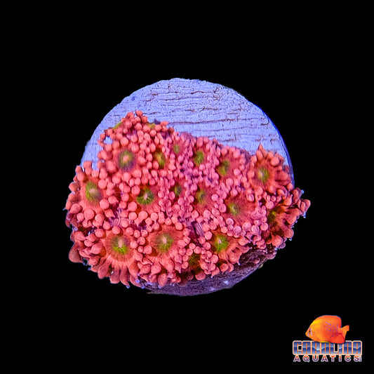 Frag - Rainbow Red Goniopora