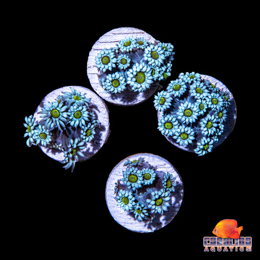 Frag - Green Eye Nebula Goniopora