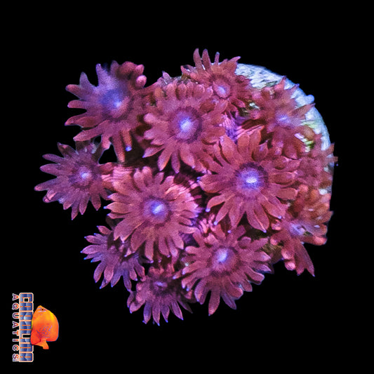 Frag - Blue Mouth, Red People Eater Goniopora