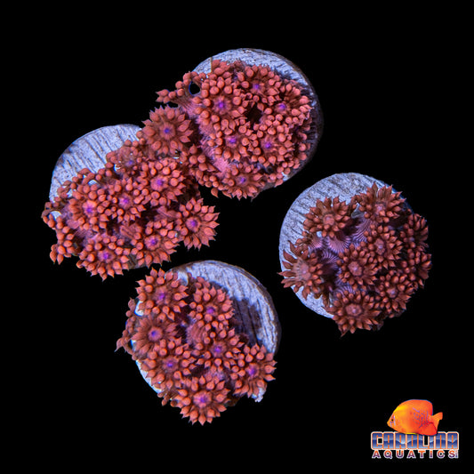 Frag - Hot Cherry Goniopora