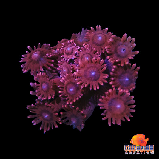 Frag - Red People Eater Goniopora