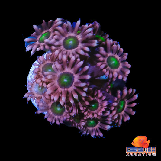 Frag - Rainbow Candy Apple Goniopora